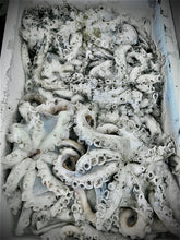 Load image into Gallery viewer, Fresh Cornish Octopus - Marisco Fish Ltd Cornwalls finest seafoodsOctopus