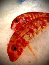Load image into Gallery viewer, Fresh Red Mullet - Marisco Fish Ltd Cornwalls finest seafoodsFish