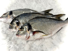 Load image into Gallery viewer, Gilt Headed Sea Bream - Marisco Fish Ltd Cornwalls finest seafoodsFish