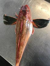 Load image into Gallery viewer, Cornish Gurnard