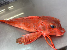 Load image into Gallery viewer, Cornish Gurnard
