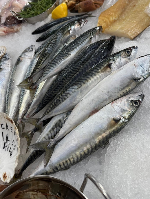 Cornish Mackerel - Marisco Fish Ltd Cornwalls finest seafoodsFish