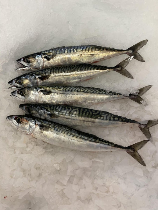 Cornish Mackerel - Marisco Fish Ltd Cornwalls finest seafoodsFish