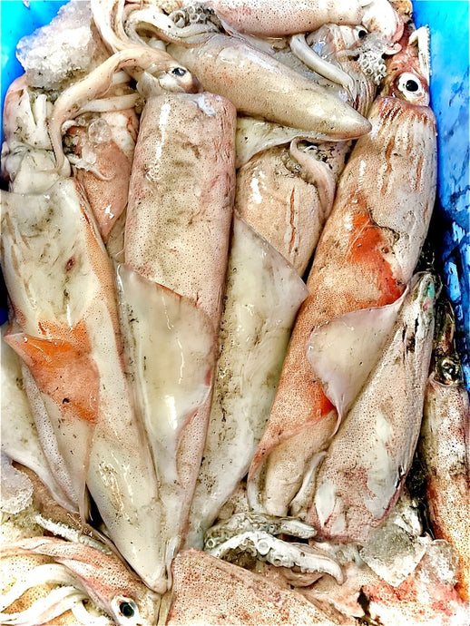Cornish Squid - Marisco Fish Ltd Cornwalls finest seafoodsFish
