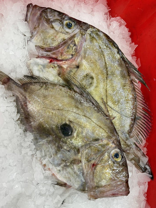 CornishJohn Dory - Marisco Fish Ltd Cornwalls finest seafoodsFish
