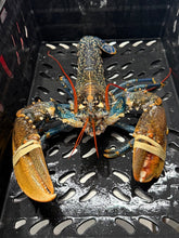 Load image into Gallery viewer, Fresh Cornish Lobster - Marisco Fish Ltd Cornwalls finest seafoodsShellfish
