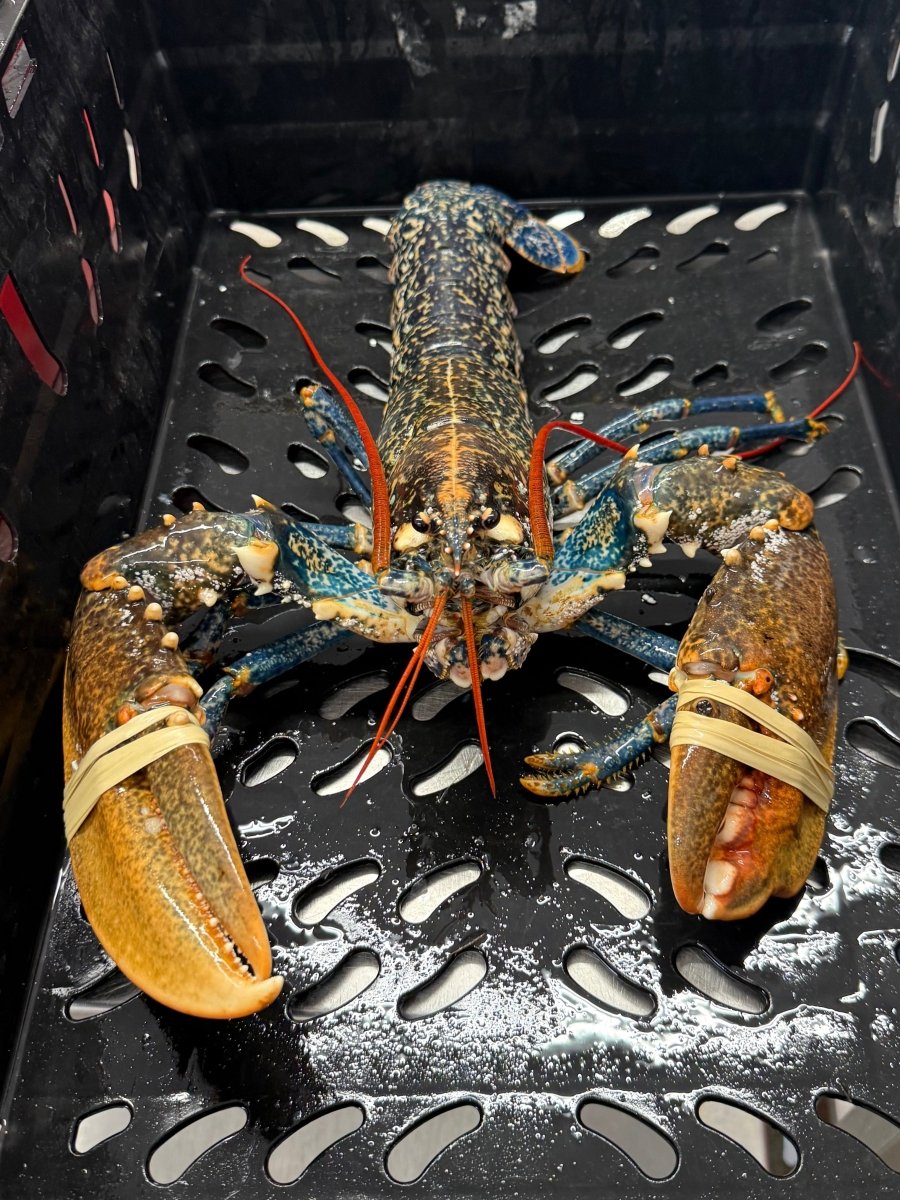 Fresh Cornish Lobster - Marisco Fish Ltd Cornwalls finest seafoodsShellfish