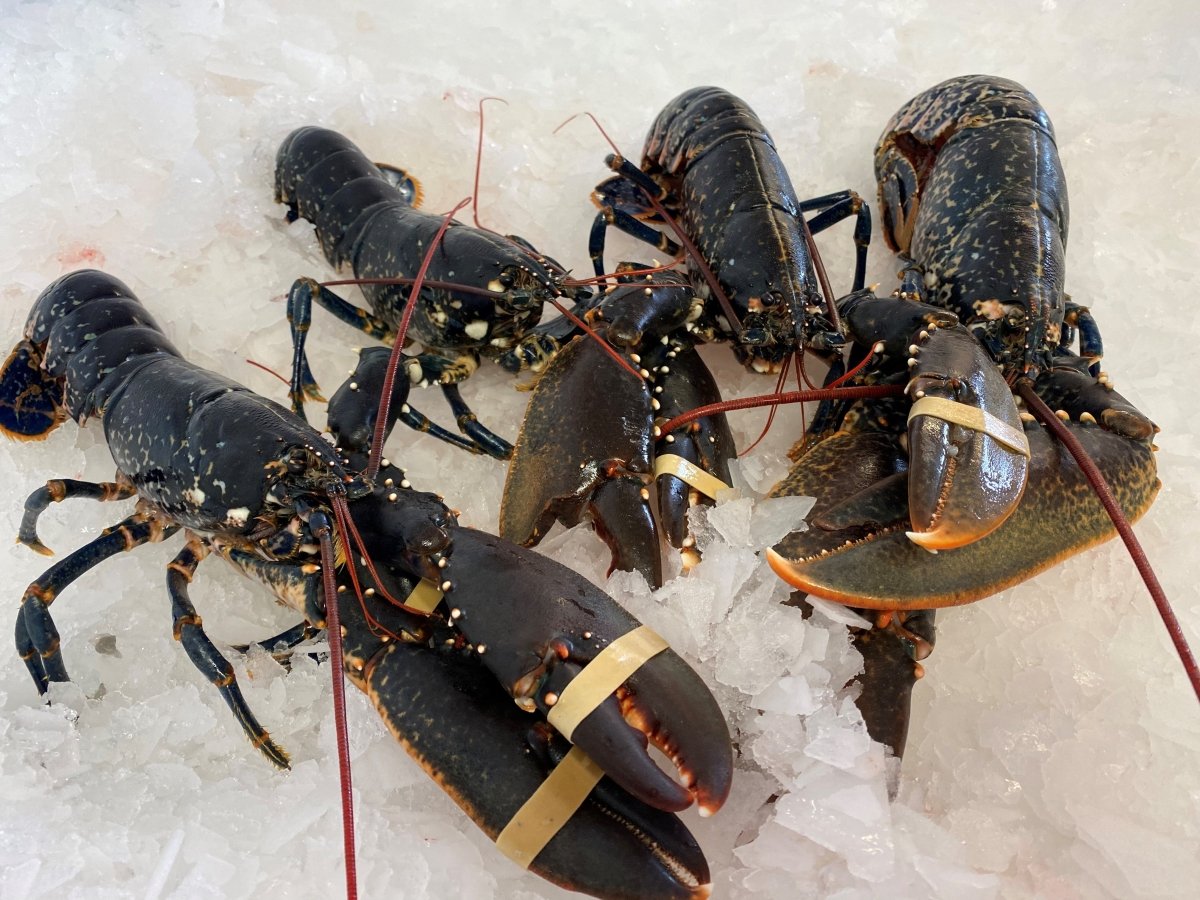 Fresh Cornish Lobster | Marisco Fish Ltd – Marisco Fish Ltd Cornwalls ...