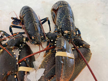 Load image into Gallery viewer, Fresh Cornish Lobster - Marisco Fish Ltd Cornwalls finest seafoodsShellfish
