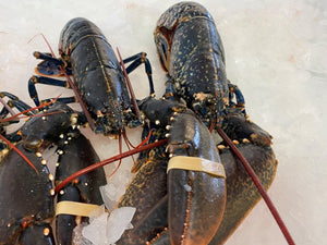 Fresh Cornish Lobster - Marisco Fish Ltd Cornwalls finest seafoodsShellfish