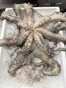 Pulpo Luxury Giant Octopus (Raw) Fresh Cornish - Marisco Fish Ltd Cornwalls finest seafoodsOctopus