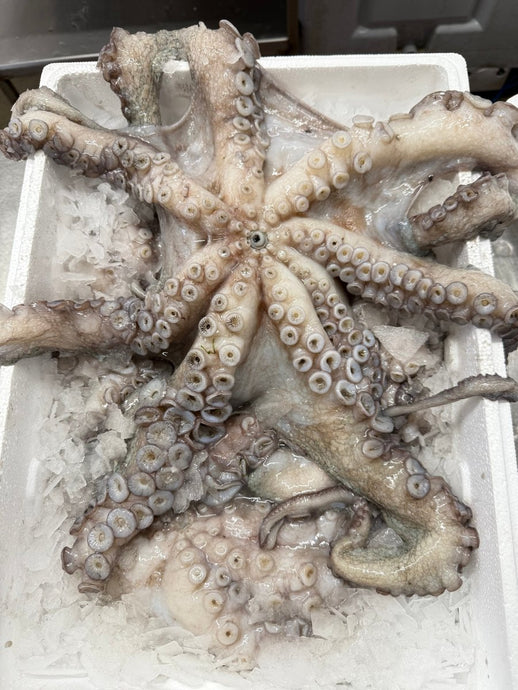 Pulpo Luxury Giant Octopus (Raw) Fresh Cornish - Marisco Fish Ltd Cornwalls finest seafoodsOctopus