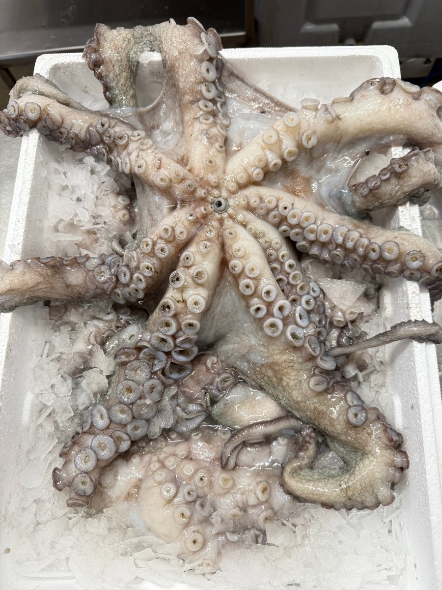 Pulpo Luxury Giant Octopus (Raw) Fresh Cornish - Marisco Fish Ltd Cornwalls finest seafoodsOctopus
