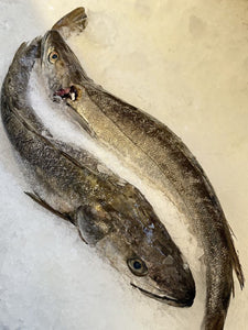 Whole Cornish Hake - Marisco Fish Ltd Cornwalls finest seafoodsFish