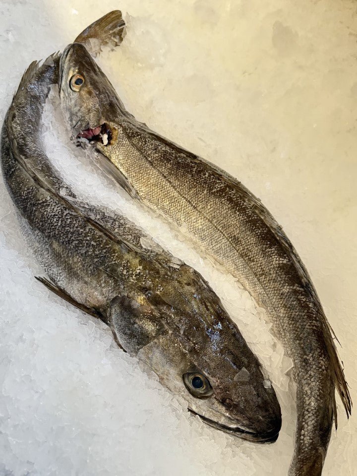 Whole Cornish Hake - Marisco Fish Ltd Cornwalls finest seafoodsFish