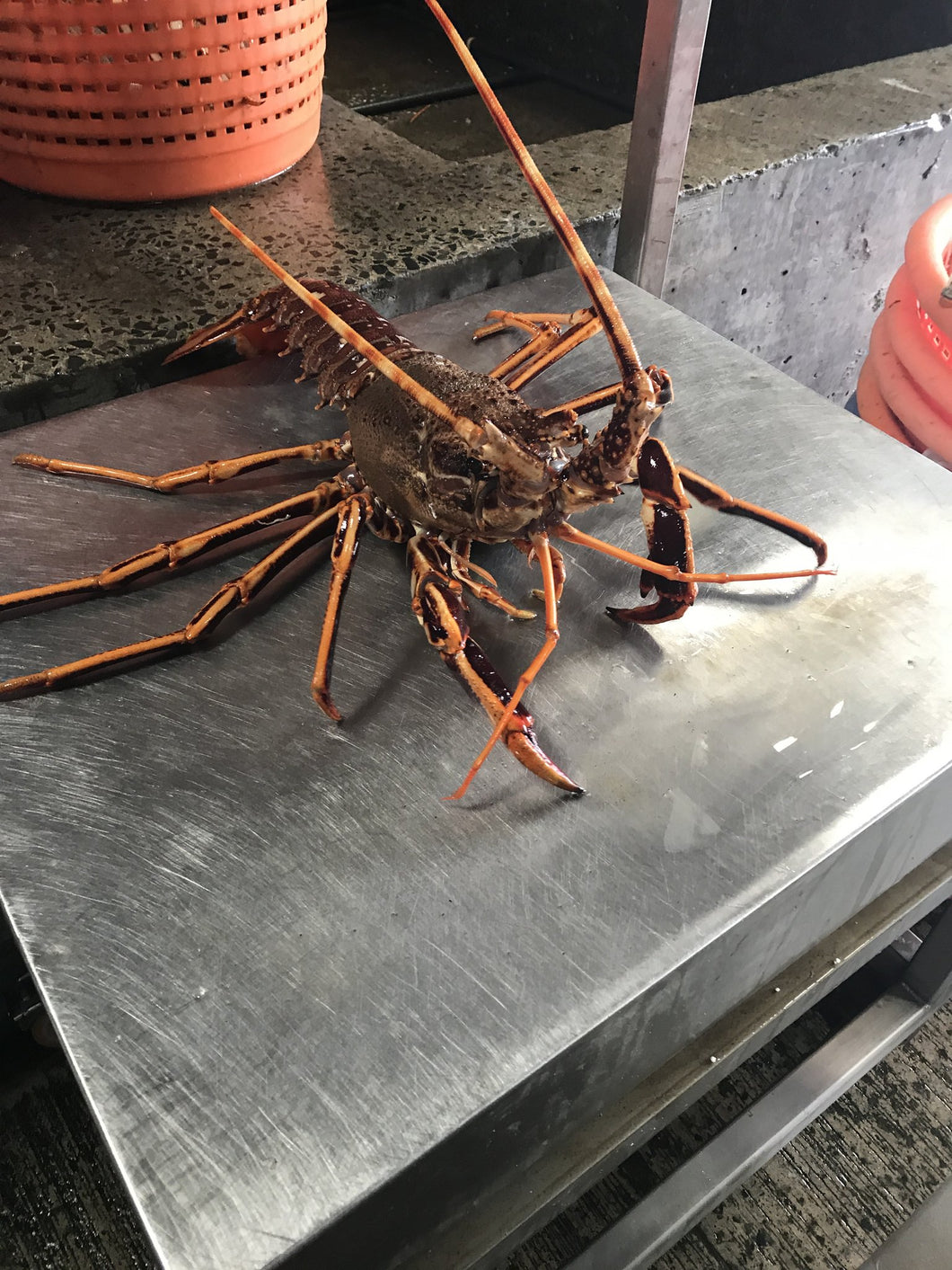 Cornish Crayfish