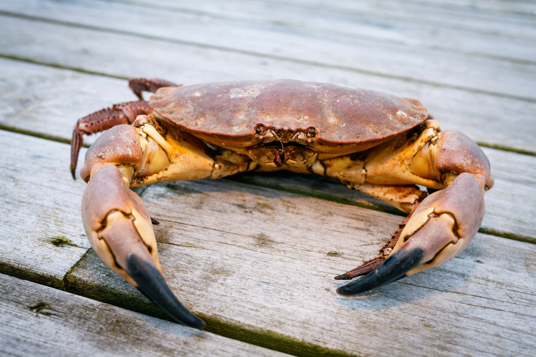 Live Cornish Crab