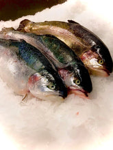 Load image into Gallery viewer, Fresh Seatrout - Marisco Fish Ltd Cornwalls finest seafoodsFish
