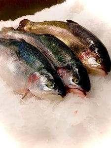 Fresh Seatrout - Marisco Fish Ltd Cornwalls finest seafoodsFish