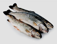 Load image into Gallery viewer, Fresh Seatrout - Marisco Fish Ltd Cornwalls finest seafoodsFish
