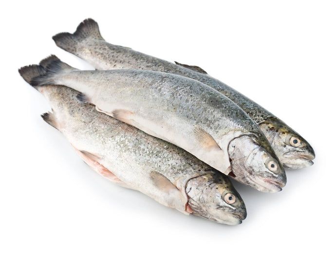 Fresh Seatrout - Marisco Fish Ltd Cornwalls finest seafoodsFish