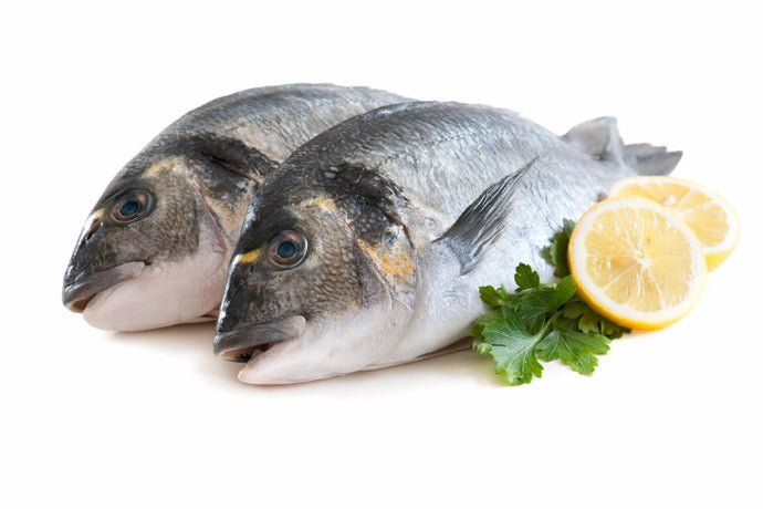 Gilt Headed Sea Bream - Marisco Fish Ltd Cornwalls finest seafoodsFish