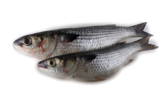 Grey Mullet - Marisco Fish Ltd Cornwalls finest seafoodsFish