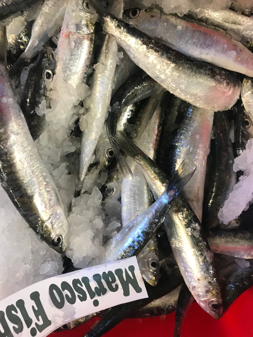 Fresh Cornish Sardines