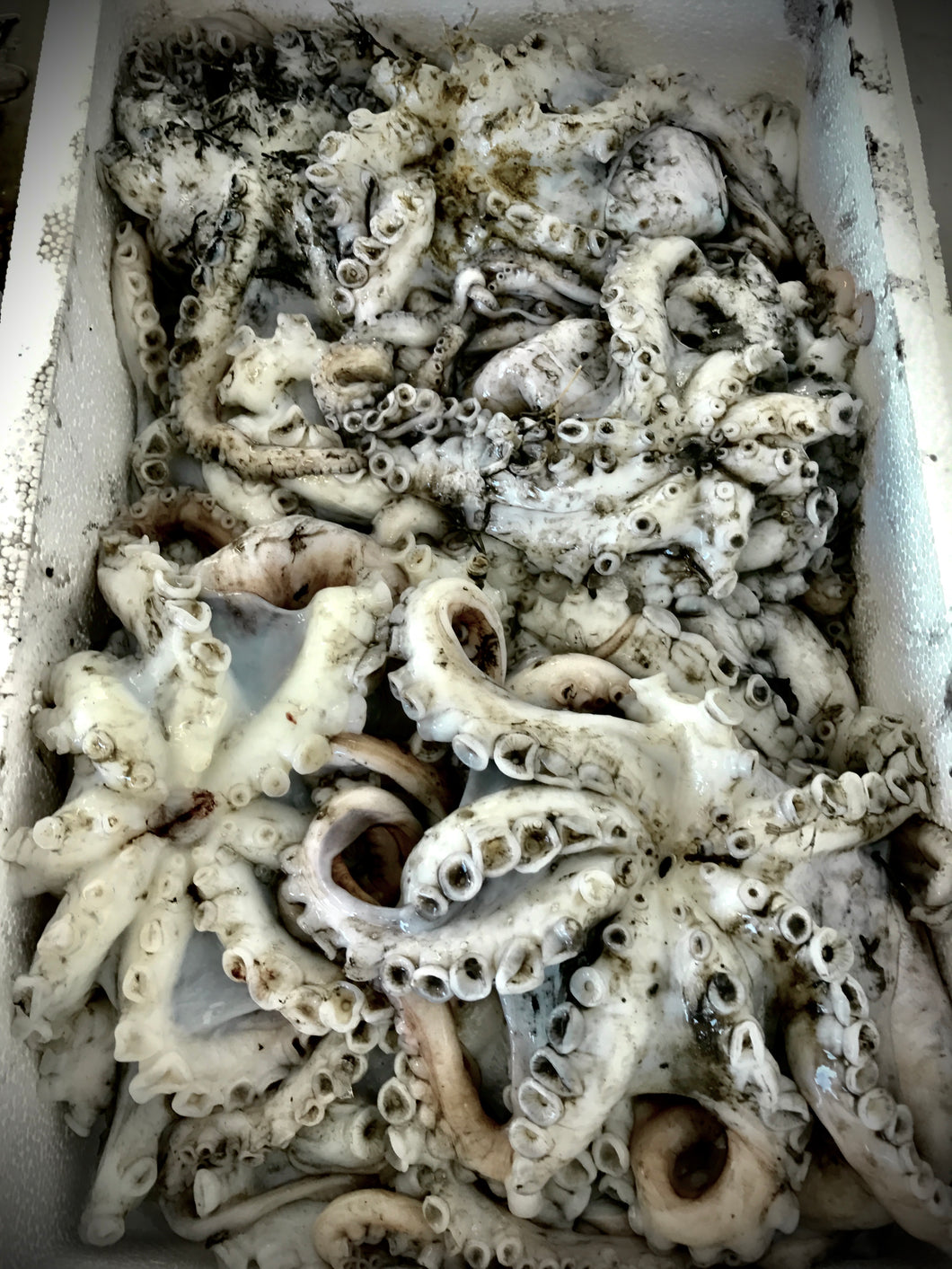 Fresh Cornish Octopus