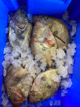 Load image into Gallery viewer, John Dory
